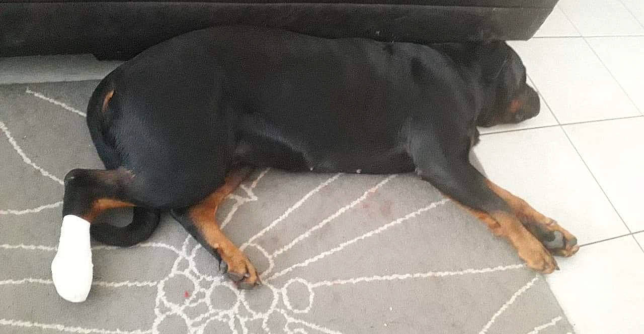 Osiris a rejoint le concours — aidez-le/la à gagner de superbes lots ! barefoot, canidae, carnivore, companion_dog, dog, dog_breed, fawn, fender, floor, flooring, foot, guard_dog, hunting_dog, liver, paw, tail, terrestrial_animal, toy_dog, working_animal, working_dog