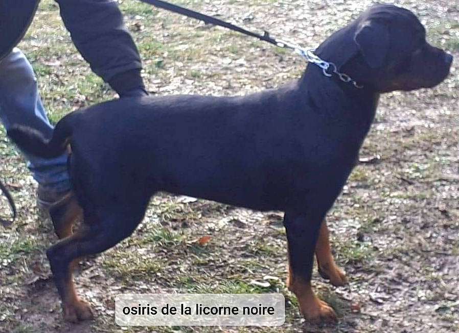 Osiris a rejoint le concours — aidez-le/la à gagner de superbes lots ! automotive_tire, canidae, carnivore, collar, companion_dog, dog, dog_breed, dog_collar, dog_supply, electric_blue, fashion_accessory, fawn, grass, leash, pet_supply, snout, street_fashion, tail, terrestrial_animal, working_animal