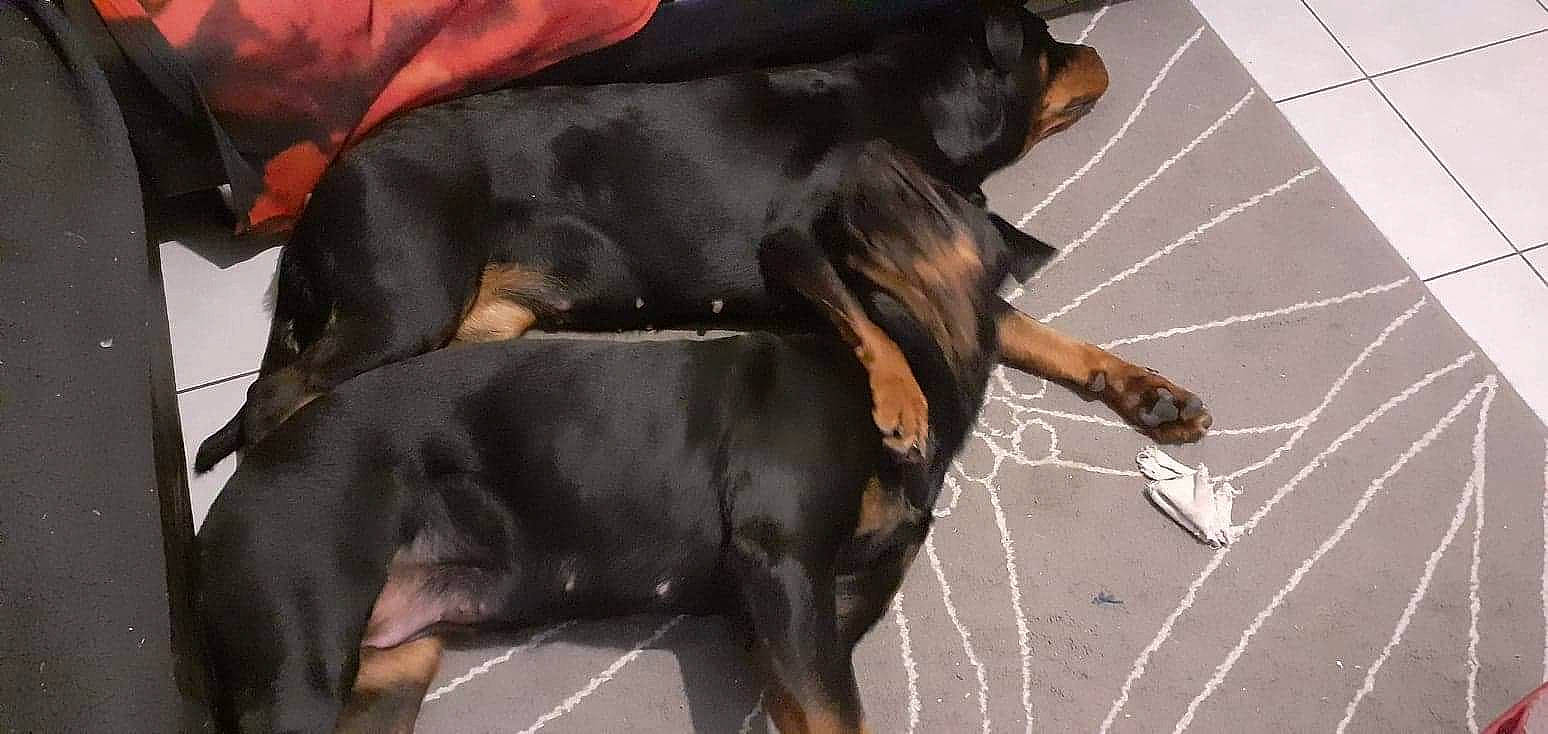 Osiris participe au concours pour gagner de l'argent avec cette photo : canidae, carnivore, collar, companion_dog, dog, dog_breed, dog_collar, fawn, fur, gesture, hound, liver, mammal, paw, pinscher, snout, sporting_group, tail, vertebrate, working_animal