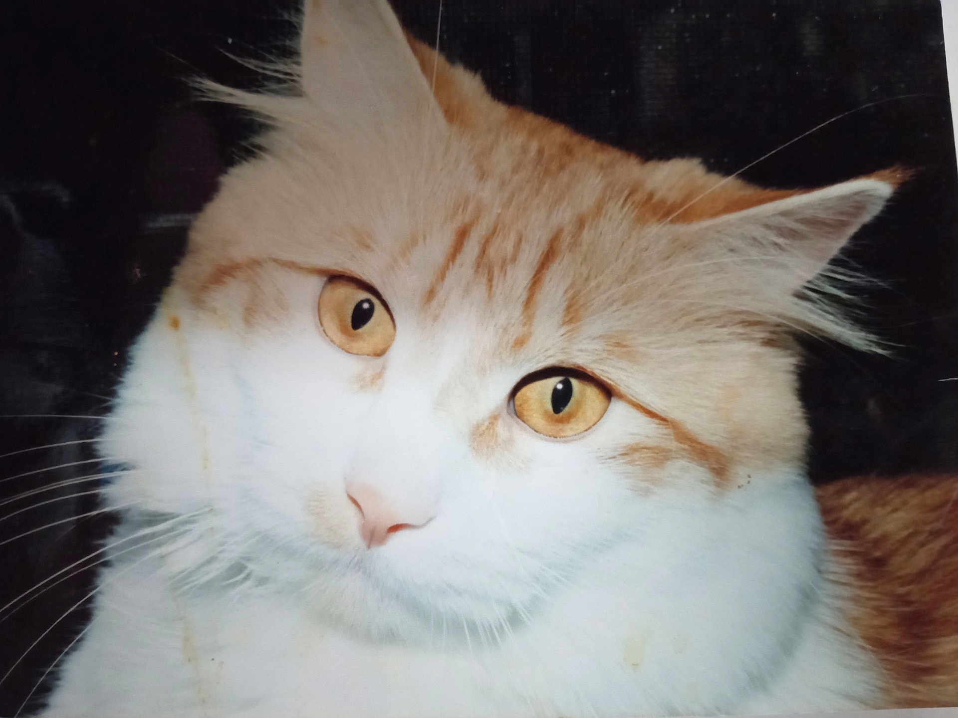 Fishbone joined the competition — help win amazing prizes! animal, cat, close_up, cute, domestic_cat, ears, face, feline, fluffy, golden_eyes, indoor, looking, mammal, nose, orange_cat, pet, portrait, soft_fur, whiskers, white_fur