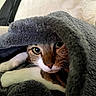 cat, blanket, fur, paw, cozy, indoor, pet, animal, tabby, whiskers, closeup, resting, soft, cute, relaxed, warm, sleepy, comfort, feline, eyes