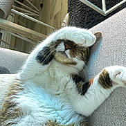 Wesley participe au concours pour gagner de l'argent avec cette photo : cat, feline, pet, animal, fur, paw, couch, sofa, indoor, relaxing, resting, cozy, home, carpet, table, wood_floor, whiskers, sleepy, tabby, cute