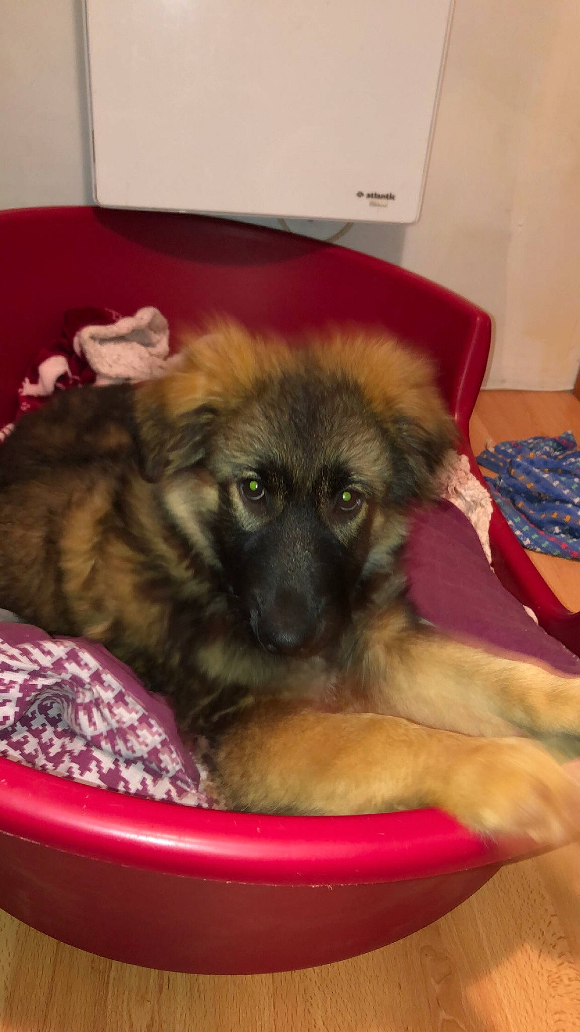 Belle participe au concours pour gagner de l'argent avec cette photo : canidae, carnivore, dog, dog_breed, fawn, german_shepherd_dog, leonberger, mammal, puppy, sarplaninac, vertebrate