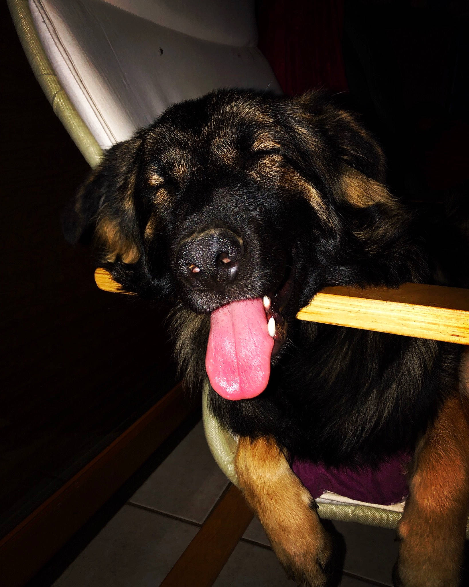 Belle a rejoint le concours — aidez-le/la à gagner de superbes lots ! canidae, carnivore, companion_dog, dog, dog_breed, ear, fur, hovawart, leonberger, mammal, newfoundland, snout, sporting_group, vertebrate