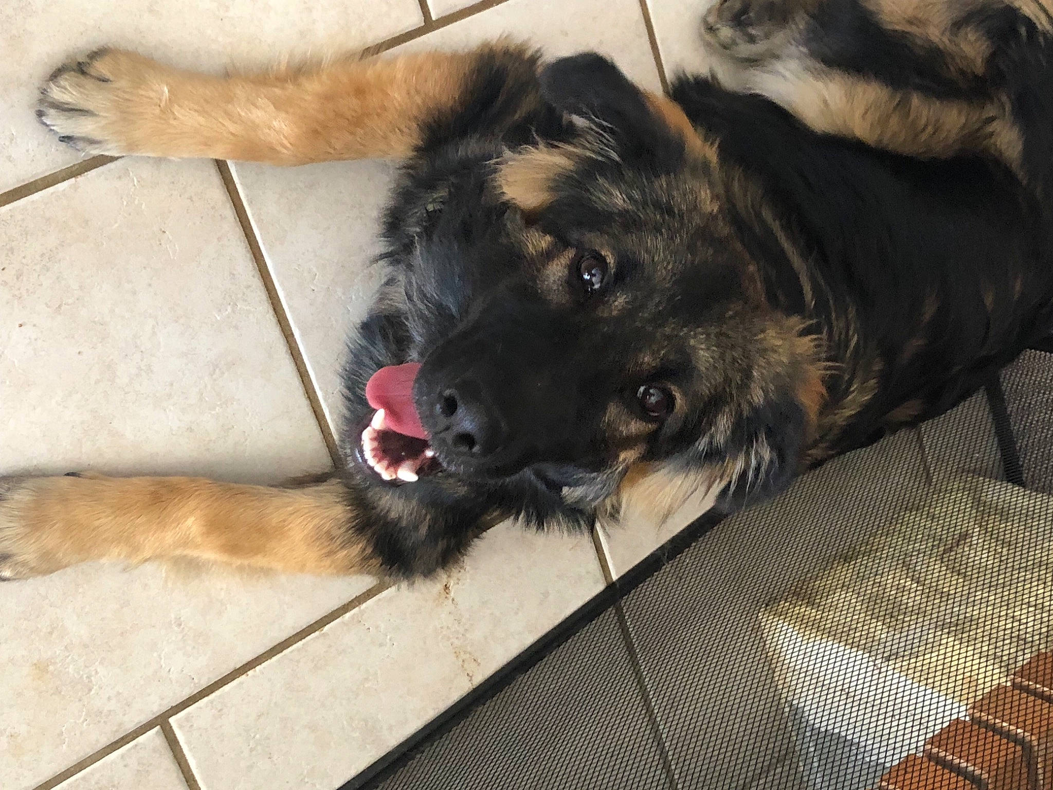 Belle a rejoint le concours — aidez-le/la à gagner de superbes lots ! canidae, carnivore, caucasian_shepherd_dog, companion_dog, dog, dog_breed, fur, leonberger, mammal, sarplaninac, snout, sporting_group, vertebrate