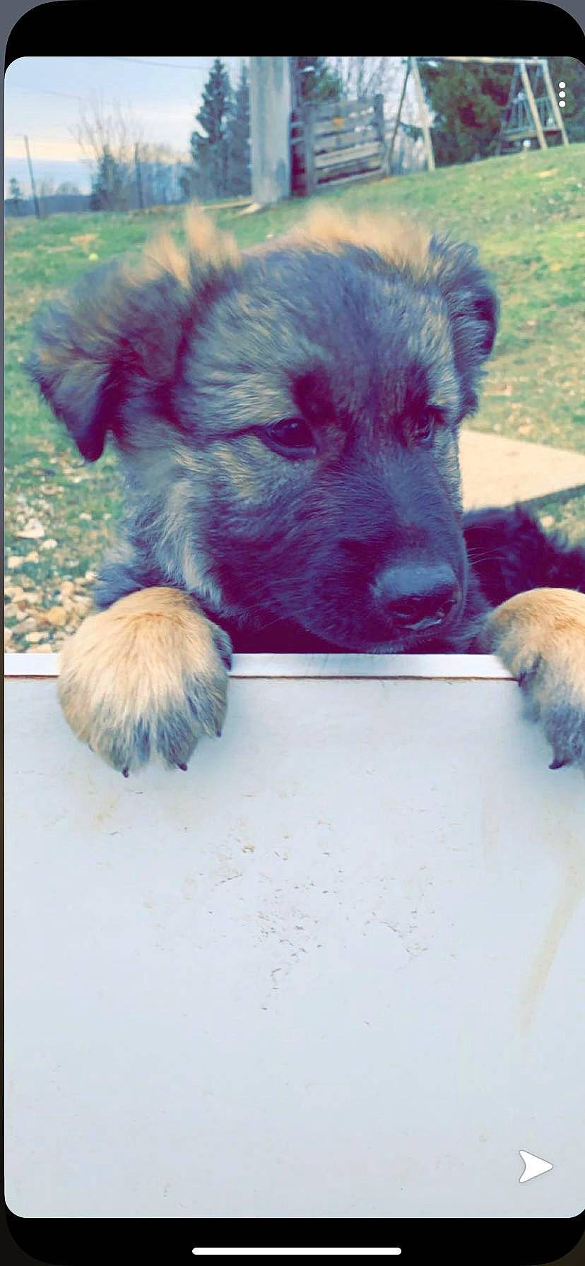 Belle participe au concours pour gagner de l'argent avec cette photo : canidae, carnivore, caucasian_shepherd_dog, chow_chow, dog, dog_breed, eurasier, fawn, leonberger, mammal, puppy, sarplaninac, snout, sporting_group, street_dog, tail, vertebrate