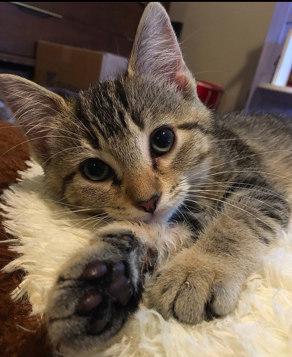 Itty Bitty is registered to the contest to win money with this photo: american_shorthair, asian, carnivore, cat, close_up, domestic_short_haired_cat, dragon_li, ear, european_shorthair, eye, felidae, fur, kitten, mammal, nose, paw, small_to_medium_sized_cats, snout, tabby_cat, whiskers