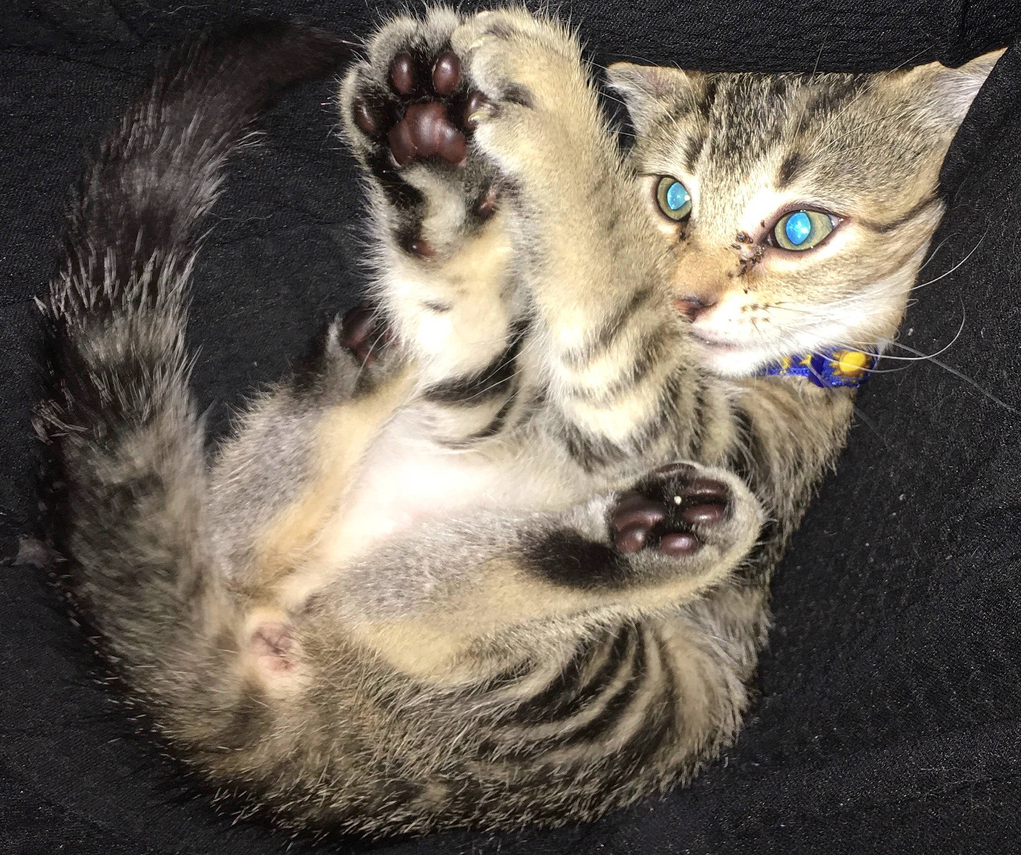 Itty Bitty joined the competition — help win amazing prizes! american_shorthair, american_wirehair, asian, carnivore, cat, domestic_short_haired_cat, dragon_li, egyptian_mau, european_shorthair, felidae, fur, kitten, mammal, nose, paw, pixie_bob, small_to_medium_sized_cats, snout, tabby_cat, whiskers