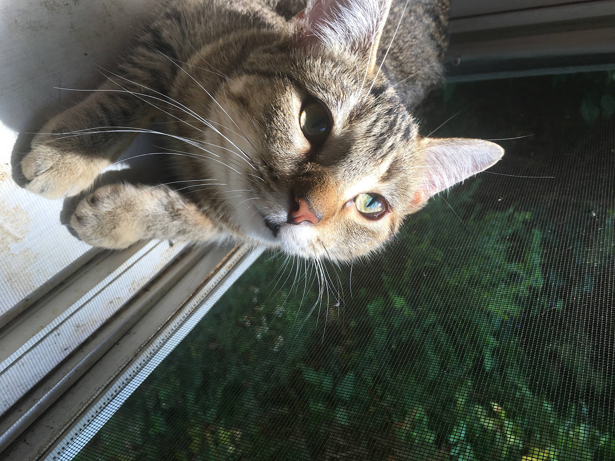 Itty Bitty joined the competition — help win amazing prizes! asian, carnivore, cat, domestic_short_haired_cat, ear, european_shorthair, eye, felidae, fur, kitten, metal, nose, small_to_medium_sized_cats, snout, tabby_cat, whiskers, wild_cat, window