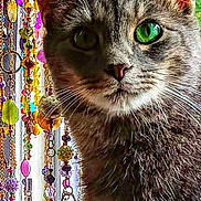 Earl joined the competition — help win amazing prizes! cat, green_eyes, tabby_cat, close_up, animal, pet, whiskers, fur, ears, indoor, decor, beads, colorful, ornaments, window, portrait, cute, feline, curious, domestic_cat