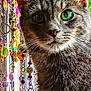 cat, green_eyes, tabby_cat, close_up, animal, pet, whiskers, fur, ears, indoor, decor, beads, colorful, ornaments, window, portrait, cute, feline, curious, domestic_cat