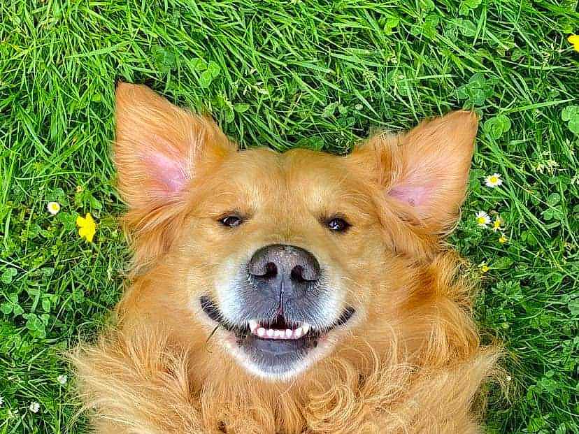 Menco a rejoint le concours — aidez-le/la à gagner de superbes lots ! canidae, carnivore, clock, companion_dog, dog, dog_breed, eye, fang, fawn, fur, grass, head, liver, plant, snout, sporting_group, terrestrial_animal, whiskers, working_animal, working_dog