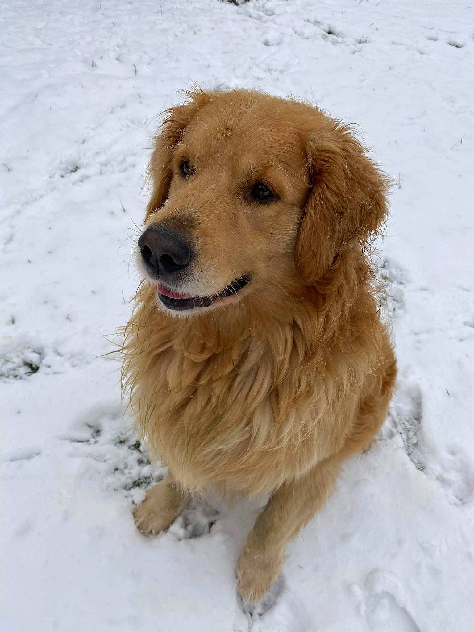 Menco participe au concours pour gagner de l'argent avec cette photo : canidae, carnivore, companion_dog, dog, dog_breed, fawn, freezing, fur, golden_retriever, natural_material, snout, snow, sporting_group, temperature, terrestrial_animal, winter, working_animal, working_dog