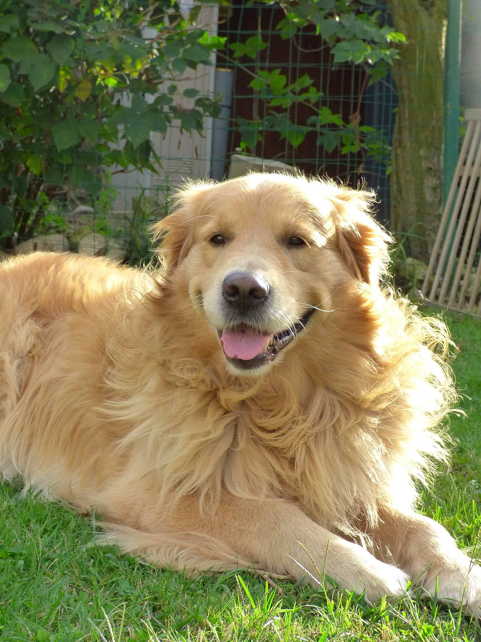 Menco participe au concours pour gagner de l'argent avec cette photo : canidae, carnivore, companion_dog, dog, dog_breed, fang, fawn, fence, fur, golden_retriever, grass, gun_dog, home_fencing, plant, retriever, snout, sporting_group, terrestrial_animal, whiskers, working_dog