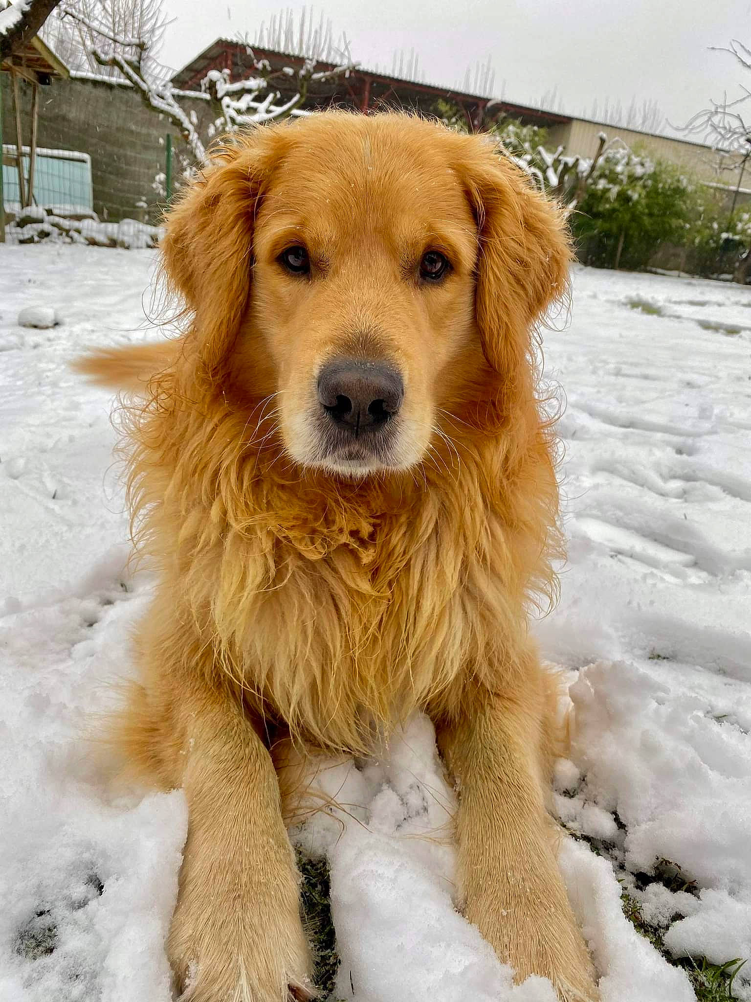 Menco a rejoint le concours — aidez-le/la à gagner de superbes lots ! canidae, carnivore, companion_dog, dog, dog_breed, fawn, freezing, fur, golden_retriever, gun_dog, natural_material, plant, retriever, snout, snow, sporting_group, tree, whiskers, winter, working_dog
