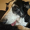 Charlie joined the competition — help win amazing prizes! dog, close_up, black_and_white, tongue_out, pet, animal, fur, canine, portrait, cute, indoors, laying_down, expression, ears, face, whiskers, nostrils, eyes, snout, relaxed
