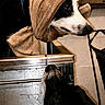 Charlie joined the competition — help win amazing prizes! dog, towel, sink, grooming, black_and_white, indoors, metal, curious, head, face, pet, animal, bathroom, collar, snout, fur, looking_up, closeup, resting, cute
