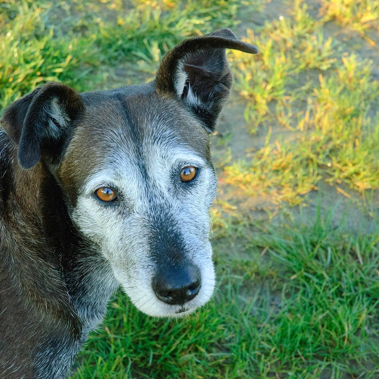 Doucy participe au concours pour gagner de l'argent avec cette photo : dog, animal, pet, outdoor, grass, sunlight, nature, brown_fur, gray_fur, ears, face, muzzle, eyes, canine, looking, portrait, closeup, ground, daylight, snout