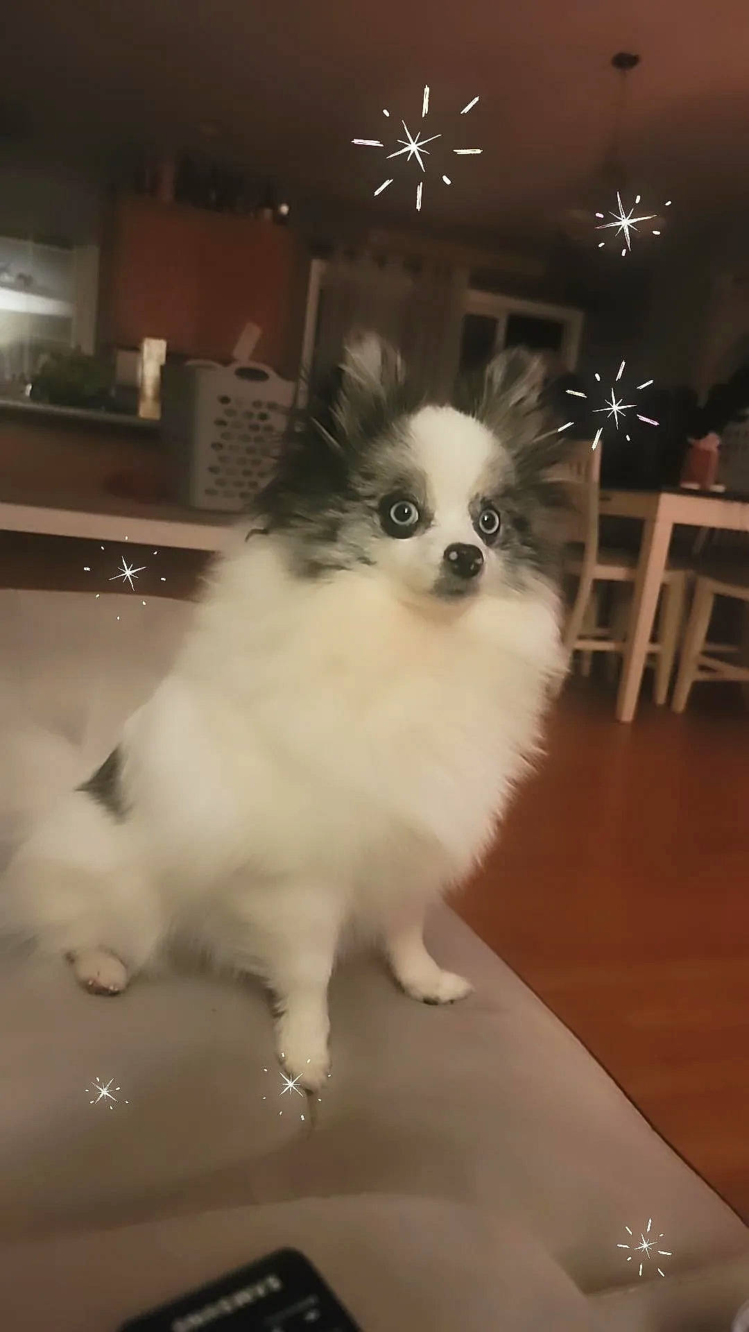 Minnie Pearl is registered to the contest to win money with this photo: canidae, carnivore, chair, companion_dog, dog, dog_breed, dog_supply, fawn, flooring, fur, hardwood, non_sporting_group, pet_supply, snout, sporting_group, table, terrestrial_animal, toy_dog, whiskers, working_animal