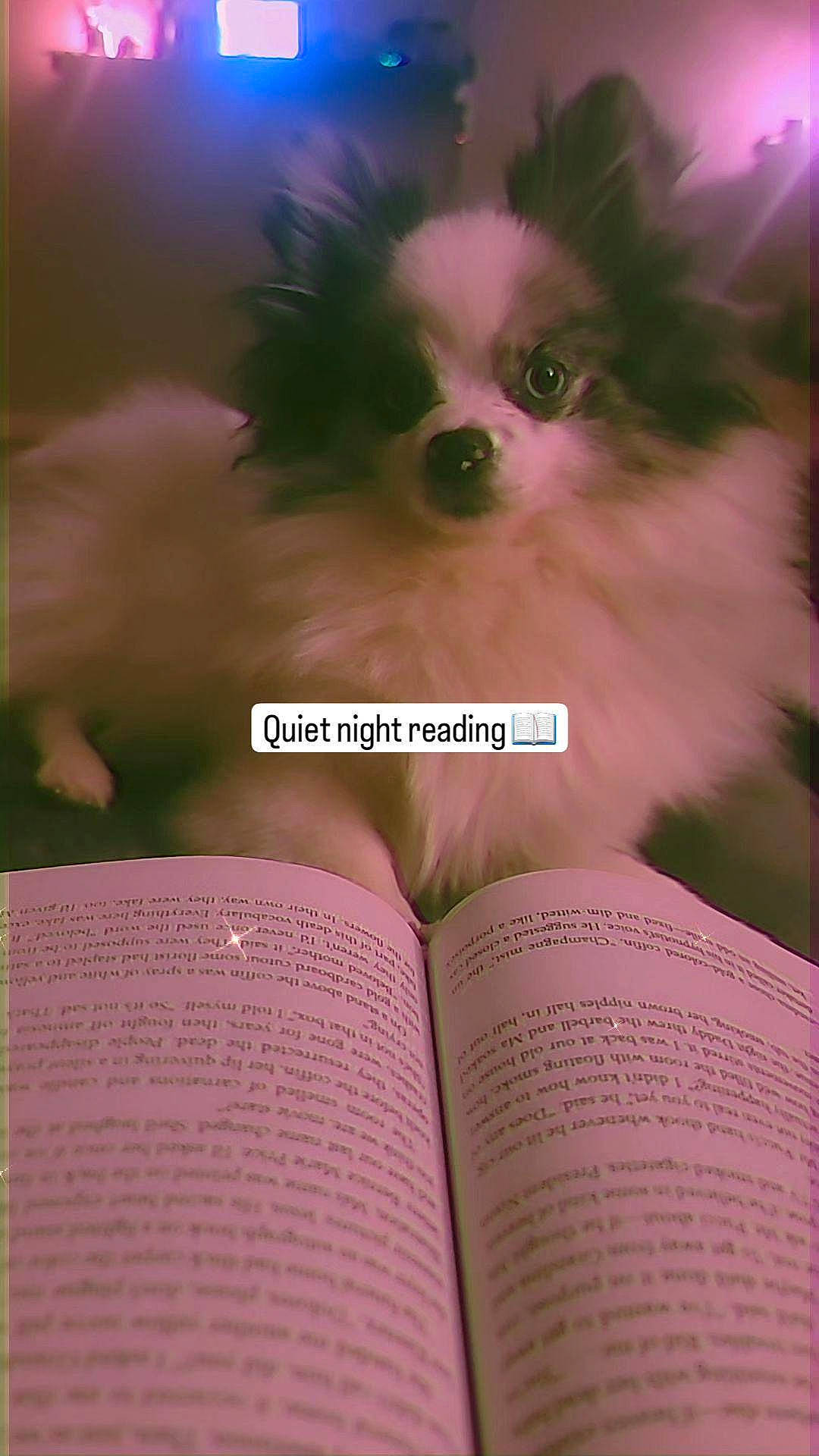 Minnie Pearl is registered to the contest to win money with this photo: book, book_cover, carnivore, companion_dog, corgi_chihuahua, dog, dog_breed, dog_supply, font, fur, magenta, non_sporting_group, paper, paper_product, photo_caption, publication, reading, toy_dog, whiskers, writing