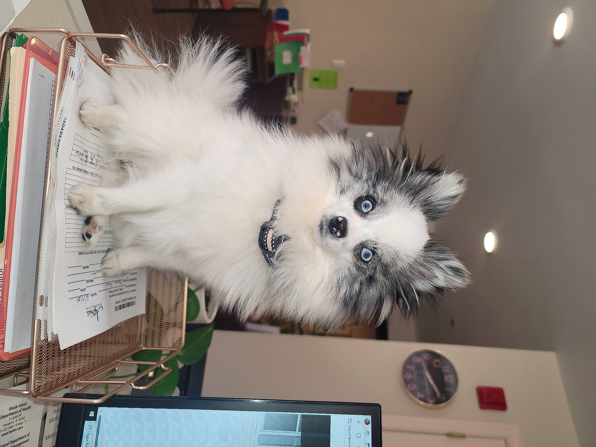 Minnie Pearl joined the competition — help win amazing prizes! canidae, carnivore, clock, companion_dog, dog, dog_breed, fawn, felidae, fur, german_spitz, output_device, paw, small_to_medium_sized_cats, snout, spitz, sporting_group, tail, toy_dog, volpino_italiano, whiskers