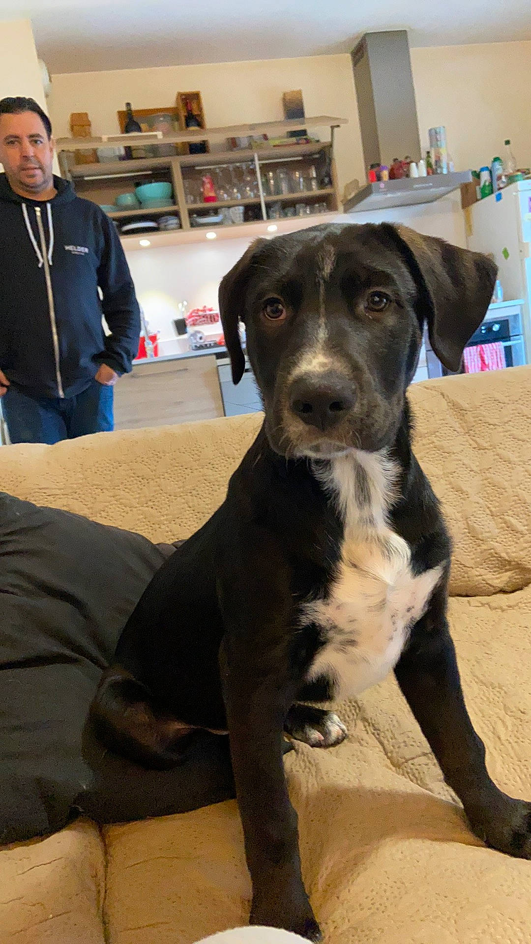 Roko a rejoint le concours — aidez-le/la à gagner de superbes lots ! bookcase, borador, cabinetry, carnivore, chair, comfort, companion_dog, dog, dog_breed, event, fawn, flooring, fur, shelf, shelving, snout, sporting_group, terrestrial_animal, whiskers, working_animal