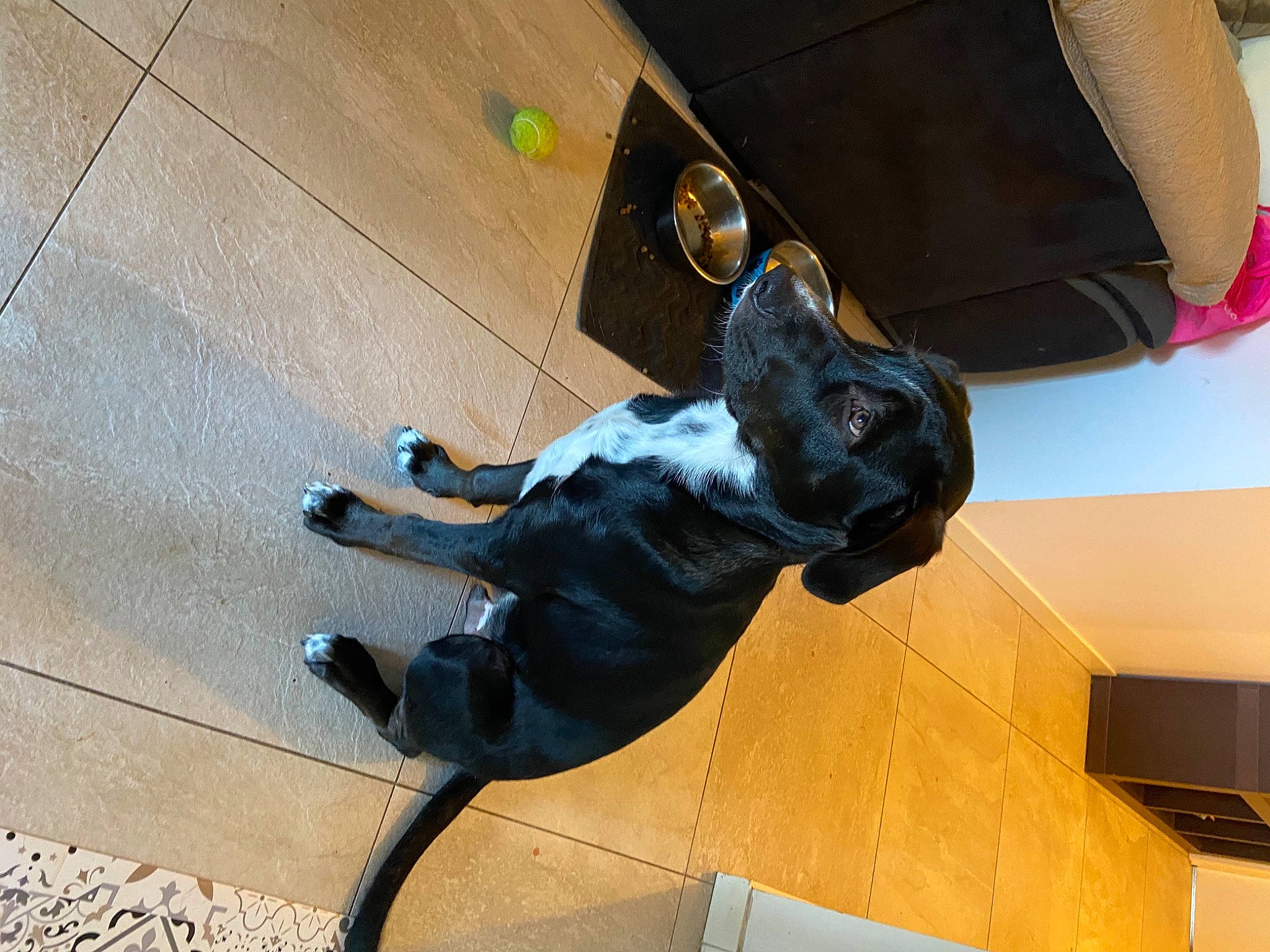 Roko a rejoint le concours — aidez-le/la à gagner de superbes lots ! adventure, art, canidae, carnivore, comfort, companion_dog, dog, dog_breed, fawn, felidae, flooring, guard_dog, non_sporting_group, sculpture, shadow, snout, sporting_group, tail, terrestrial_animal, window