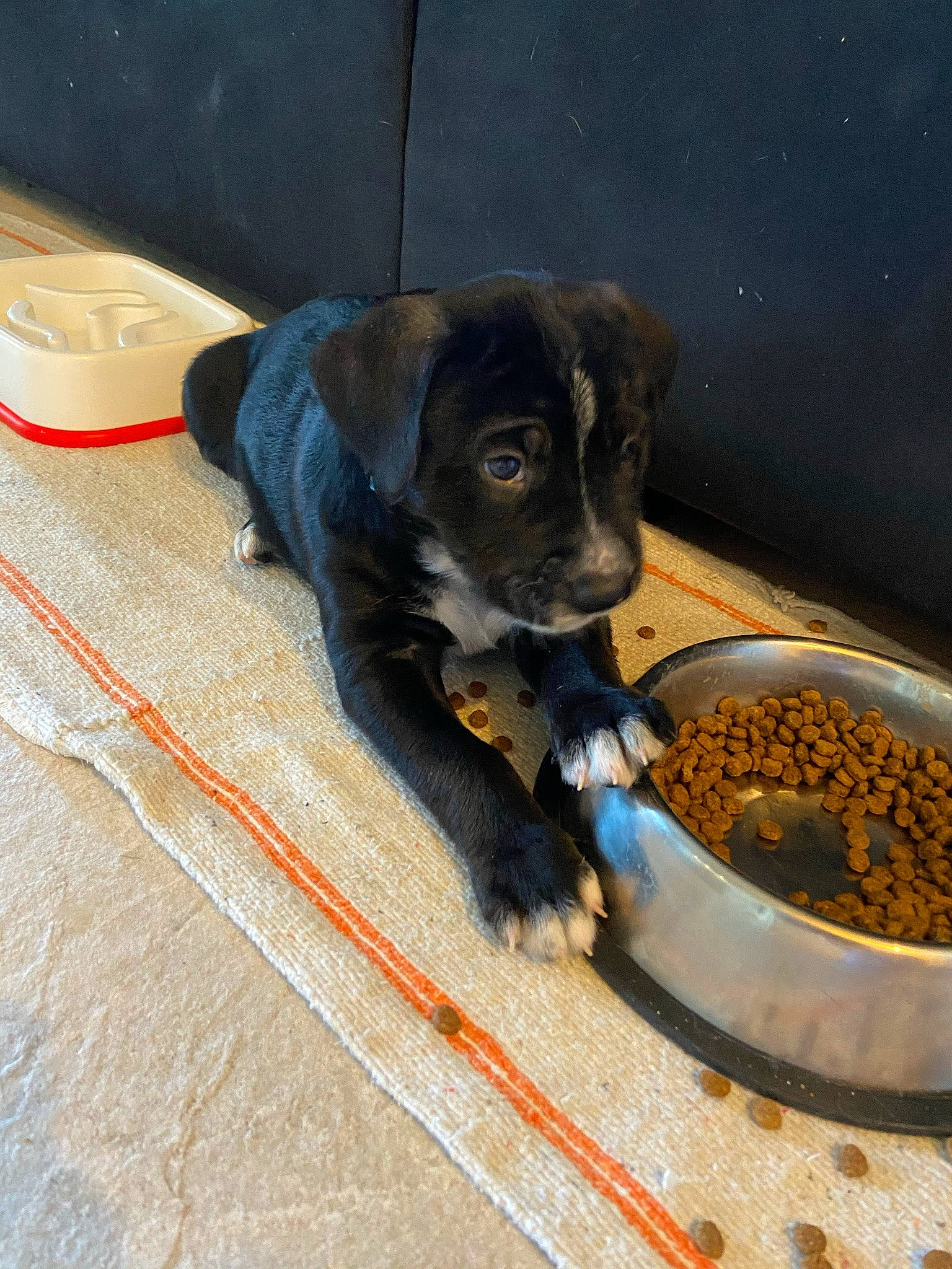 Roko a rejoint le concours — aidez-le/la à gagner de superbes lots ! animal_feed, bowl, carnivore, companion_dog, dog, dog_breed, dog_food, dog_supply, food, ingredient, kitchen_utensil, liquid, mixture, pet_food, pet_supply, pet_vitamins_supplements, recipe, small_animal_food, staple_food, working_animal