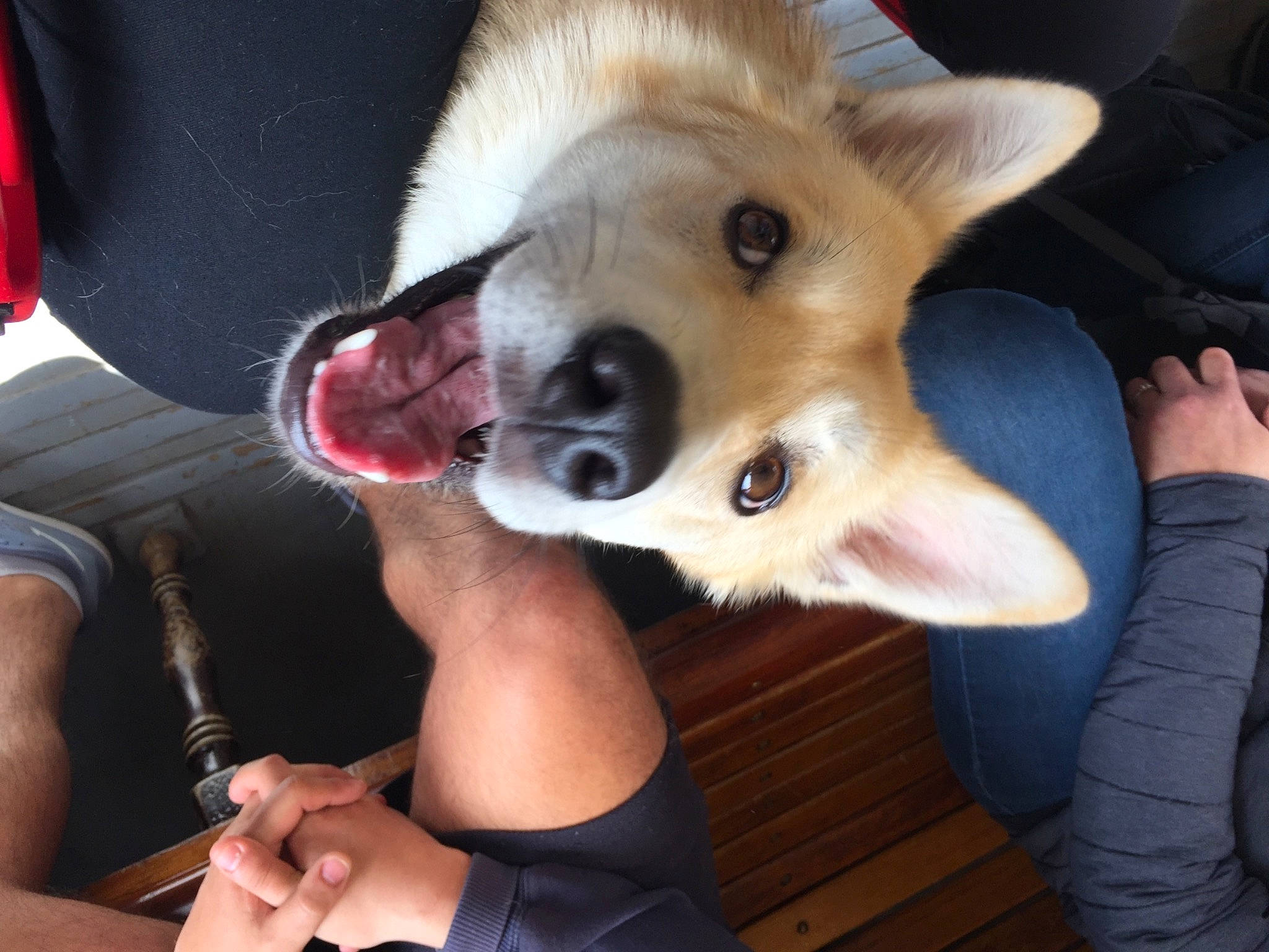 Ohanna participe au concours pour gagner de l'argent avec cette photo : canidae, carnivore, clothing, companion_dog, dog, dog_breed, dog_supply, fang, fawn, fun, fur, gesture, jaw, non_sporting_group, selfie, snout, spitz, sporting_group, whiskers, working_animal