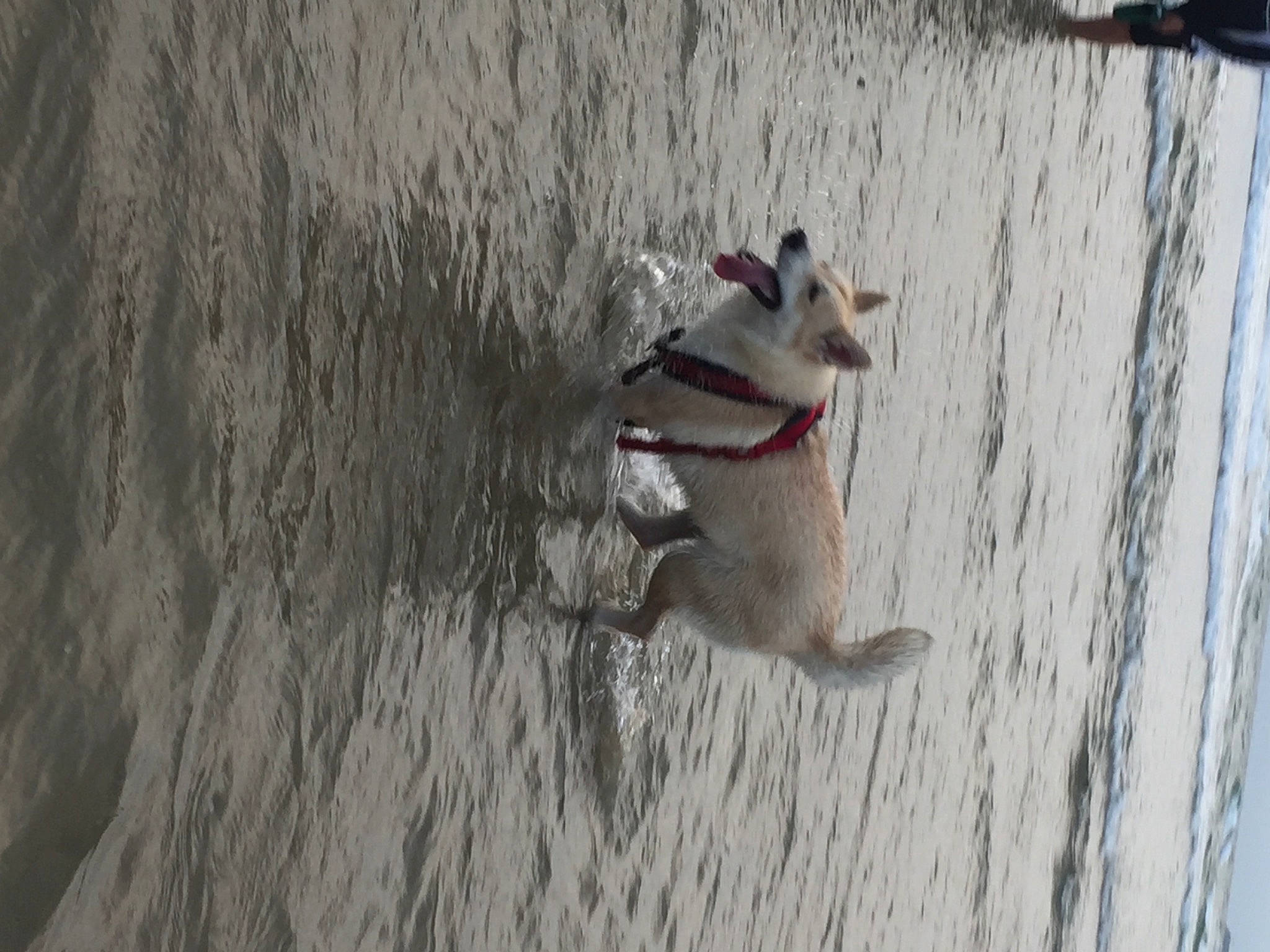 Ohanna participe au concours pour gagner de l'argent avec cette photo : adventure, canidae, carnivore, collar, companion_dog, dog, dog_breed, dog_collar, dog_supply, fawn, grey, leash, pet_supply, snout, sporting_group, tail, water, wood, working_animal, working_dog