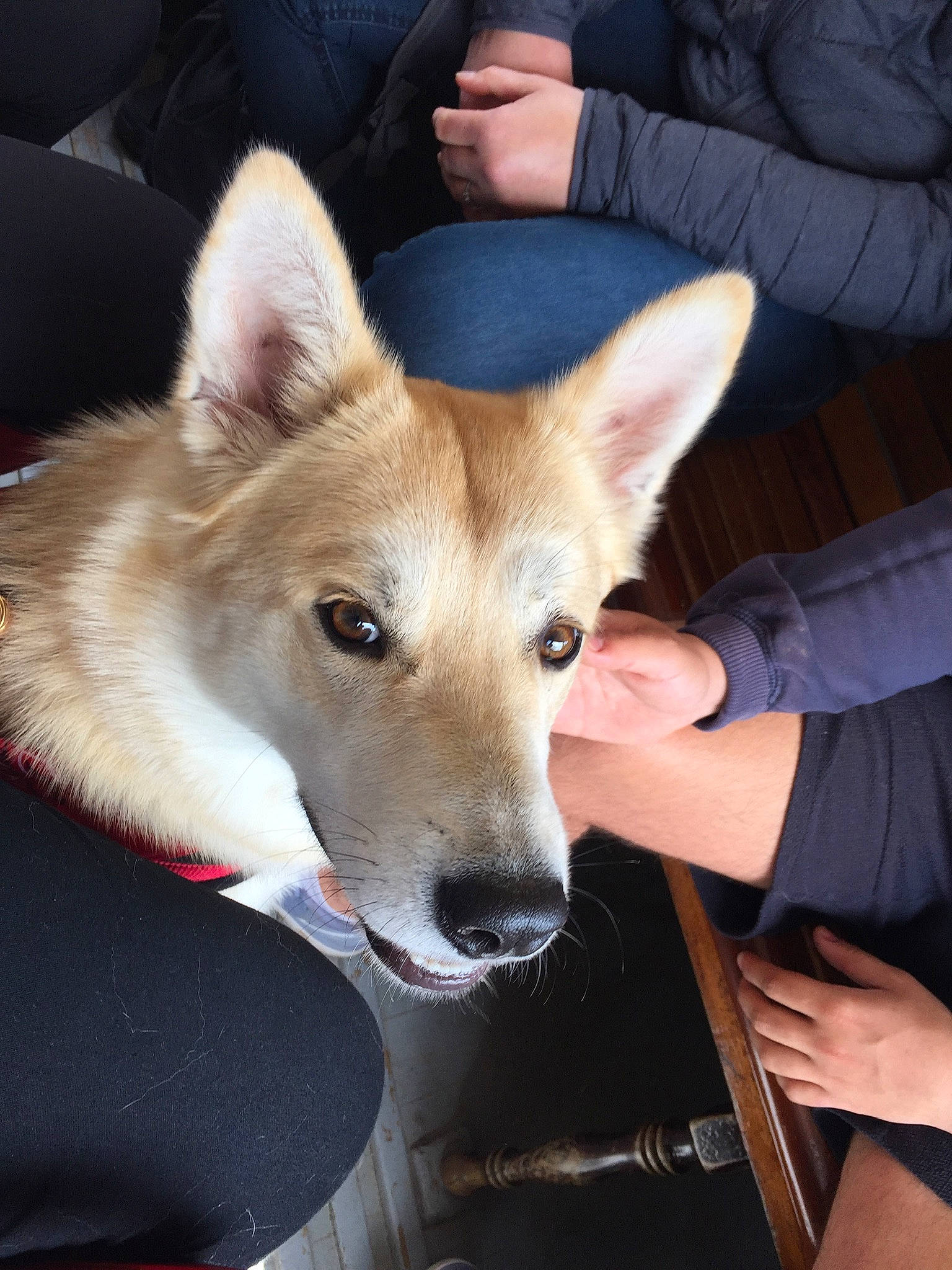 Ohanna a rejoint le concours — aidez-le/la à gagner de superbes lots ! ancient_dog_breeds, canaan_dog, canidae, carnivore, carolina_dog, czechoslovakian_wolfdog, dog, dog_breed, fawn, korean_jindo_dog, kunming_wolfdog, mammal, northern_inuit_dog, norwegian_buhund, rare_breed_dog, saarloos_wolfdog, tamaskan_dog, vertebrate, wolfdog, working_dog