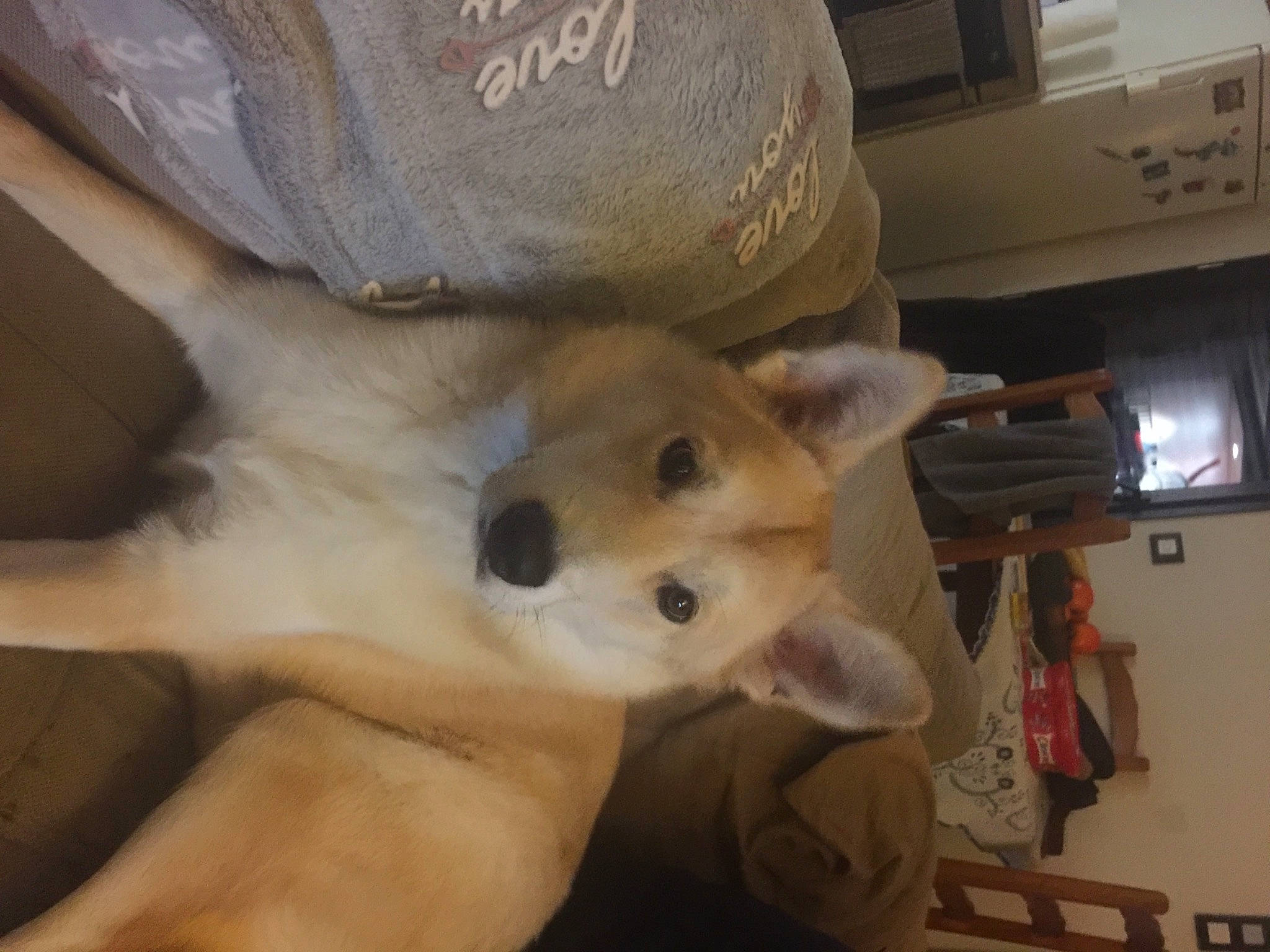 Ohanna a rejoint le concours — aidez-le/la à gagner de superbes lots ! ancient_dog_breeds, bed, canidae, canis, carnivore, comfort, companion_dog, dog, dog_breed, fawn, fur, german_spitz, hat, home_appliance, pomeranian, spitz, toy_dog, whiskers, wood, working_animal