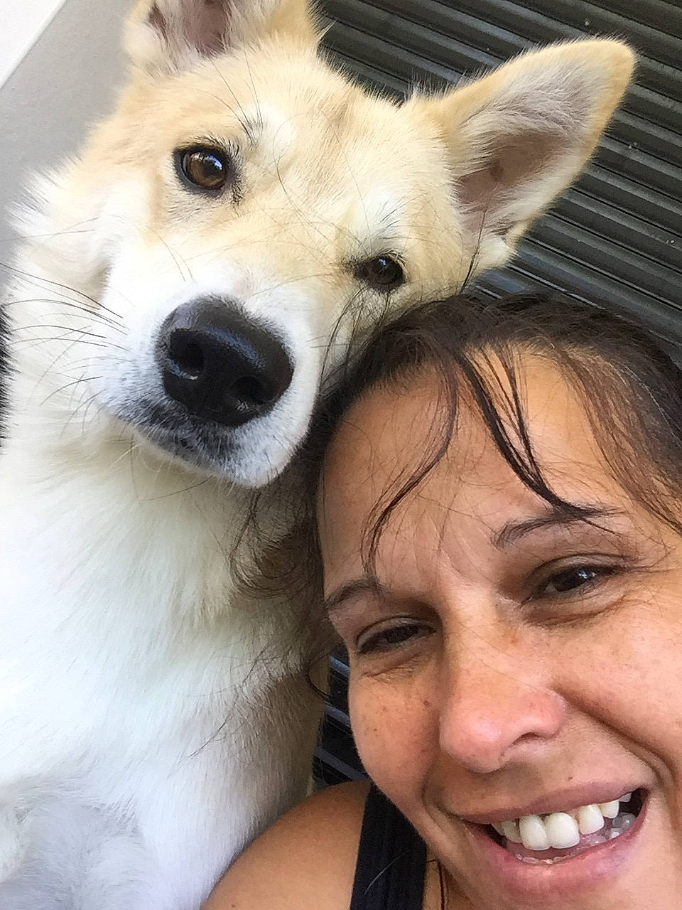 Ohanna a rejoint le concours — aidez-le/la à gagner de superbes lots ! beauty, carnivore, companion_dog, dog, dog_breed, eyebrow, eyelash, facial_expression, fawn, gesture, happy, jaw, mouth, nose, organ, photograph, skin, smile, whiskers, white