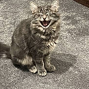 Oscar joined the competition — help win amazing prizes! cat, gray_cat, fluffy, pet, indoor, carpet, floor, corner, mouth_open, yawning, sitting, feline, whiskers, ears, tail, fur, cute, animal, domestic, playful