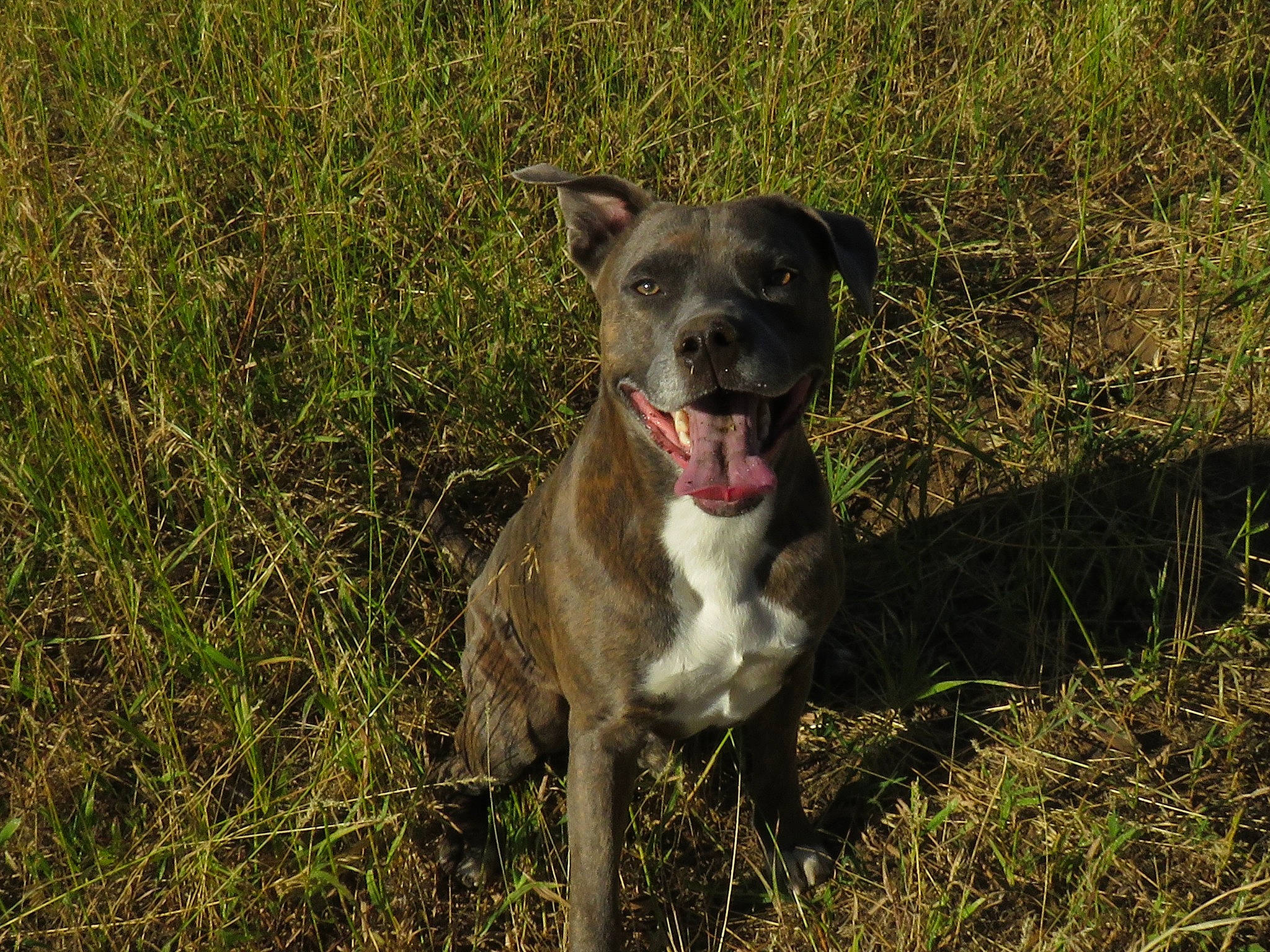 Rambo joined the competition — help win amazing prizes! borador, canidae, carnivore, collar, companion_dog, dog, dog_breed, dog_collar, fawn, grass, grassland, hunting_dog, non_sporting_group, plant, snout, sporting_group, terrestrial_animal, whiskers, working_animal, working_dog