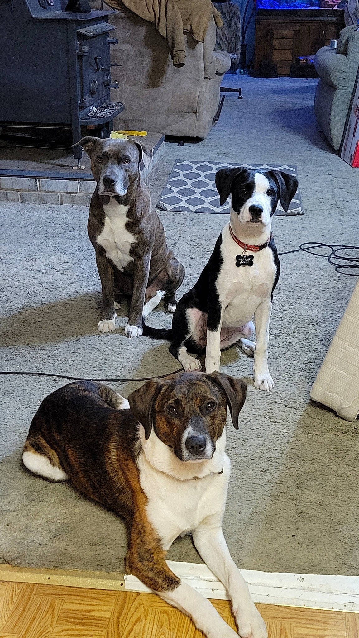 Rambo is registered to the contest to win money with this photo: canidae, carnivore, collar, companion_dog, dog, dog_breed, dog_collar, dog_supply, fashion_accessory, fawn, fur, leash, mammal, pet_supply, snout, sporting_group, vertebrate, white, working_animal, working_dog