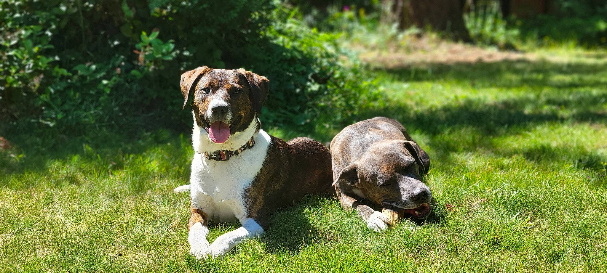 Ripley joined the competition — help win amazing prizes! canidae, carnivore, collar, companion_dog, dog, dog_breed, dog_collar, dog_supply, fawn, garden, grass, groundcover, leash, liver, plant, snout, sporting_group, tail, terrier, working_animal