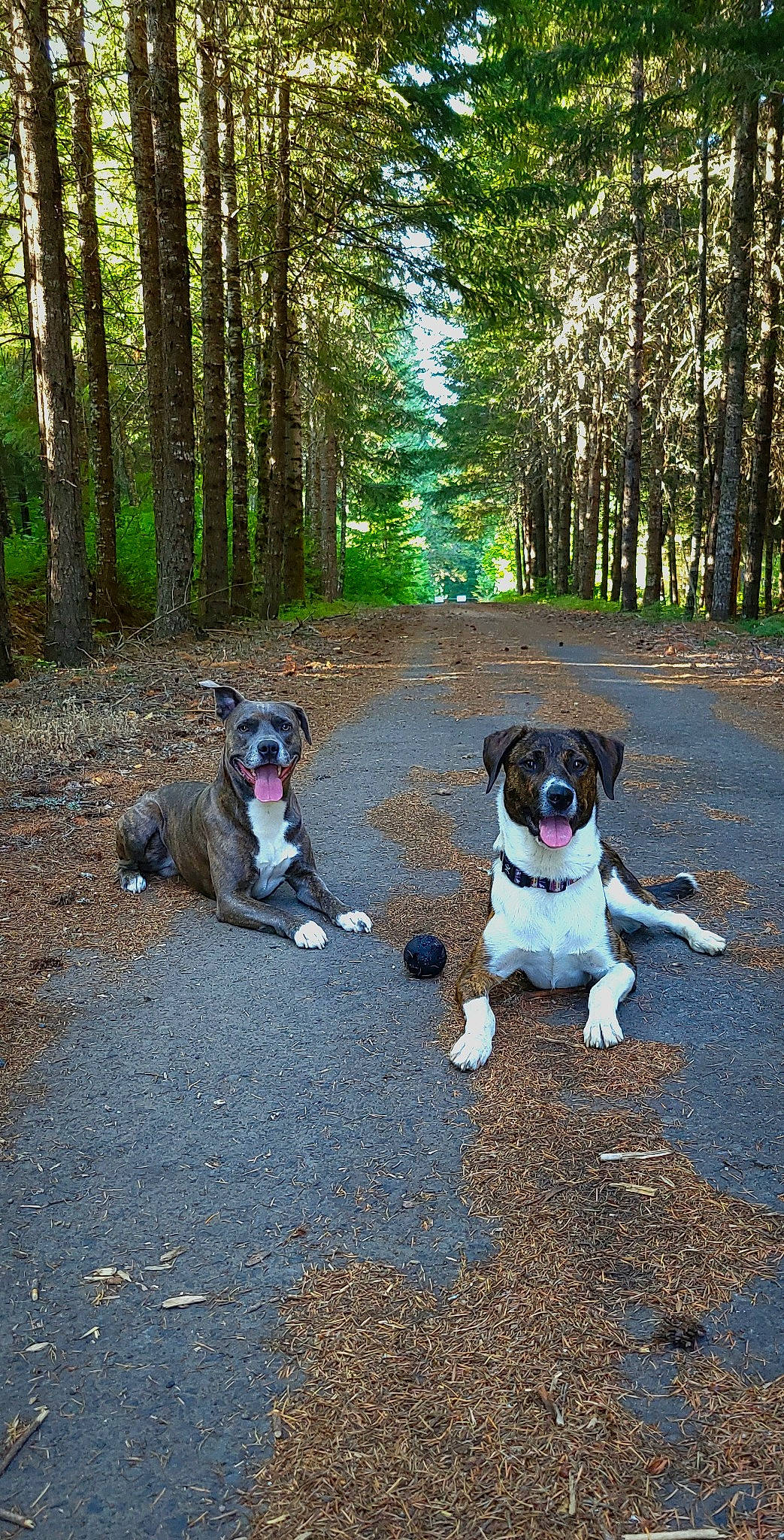 Ripley is registered to the contest to win money with this photo: adventure, carnivore, companion_dog, dog, dog_breed, fawn, forest, grass, leash, leisure, natural_landscape, plant, recreation, soil, sporting_group, temperate_broadleaf_and_mixed_forest, tree, walking, wood, woodland