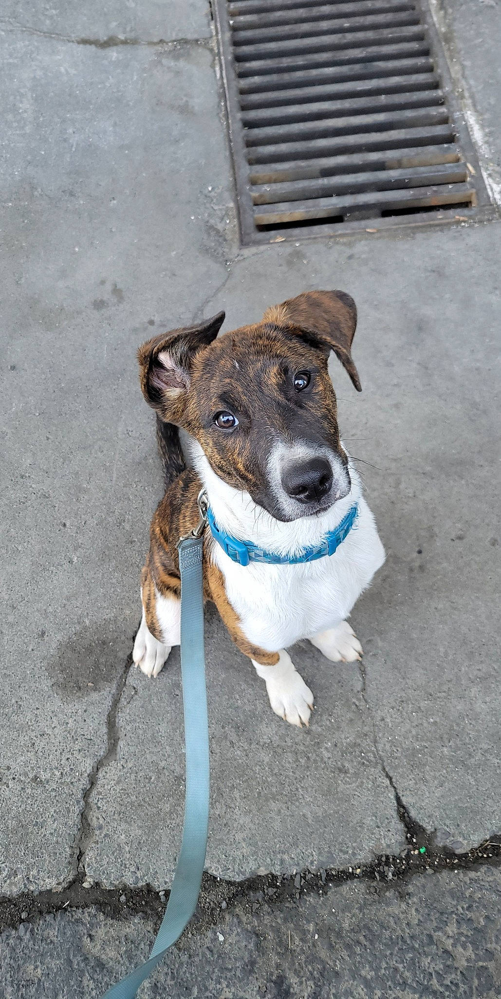 Ripley joined the competition — help win amazing prizes! canidae, carnivore, collar, companion_dog, dog, dog_breed, dog_collar, dog_supply, fawn, leash, non_sporting_group, pet_supply, road_surface, snout, sporting_group, tail, terrestrial_animal, whiskers, working_animal, working_dog