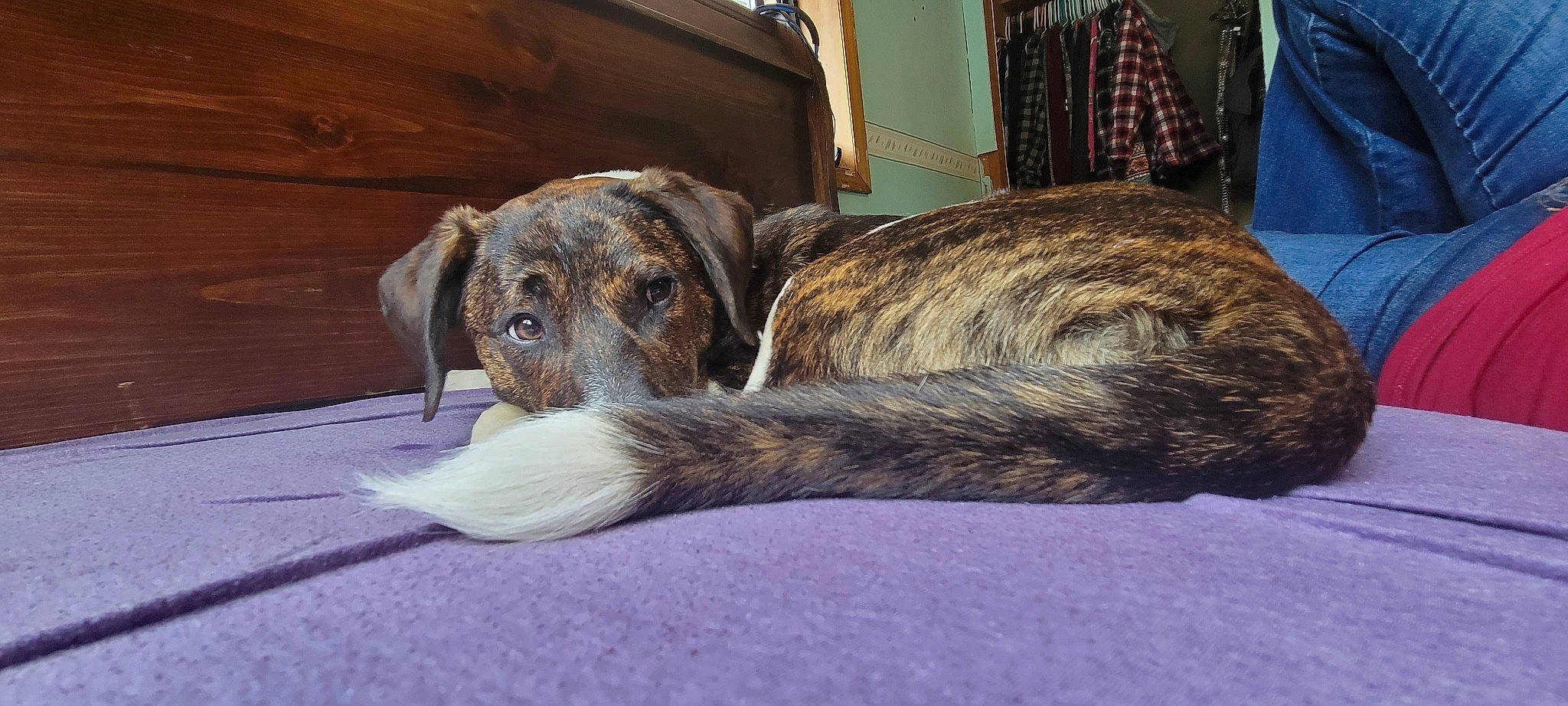 Ripley is registered to the contest to win money with this photo: canidae, carnivore, comfort, companion_dog, dog, dog_breed, dogo_sardesco, fawn, flooring, fur, hardwood, plott_hound, snout, sporting_group, tail, terrestrial_animal, treeing_tennessee_brindle, wood, working_animal, working_dog
