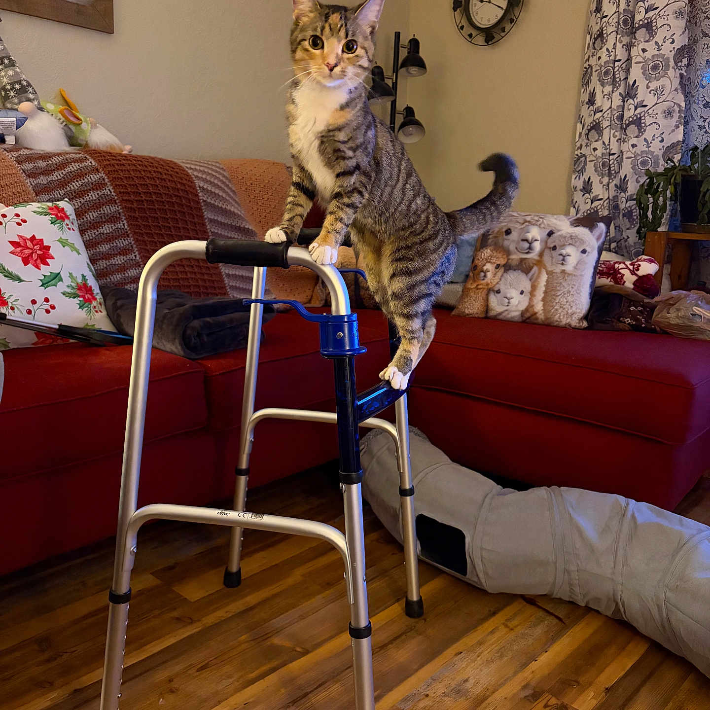 Lily joined the competition — help win amazing prizes! cat, tabby_cat, walker, living_room, couch, pillow, wooden_floor, curious, pet, pet_toy, cat_tunnel, blanket, lamp, curtain, clock, indoor, furniture, animal, home, decor