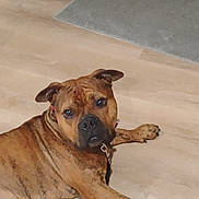 Tigger is registered to the contest to win money with this photo: dog, brindle, pet, indoor, floor, collar, leash, canine, animal, looking, resting, ears, paw, brown, black, medium_size, domestic, house, companion, cute