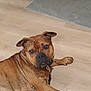 dog, brindle, pet, indoor, floor, collar, leash, canine, animal, looking, resting, ears, paw, brown, black, medium_size, domestic, house, companion, cute