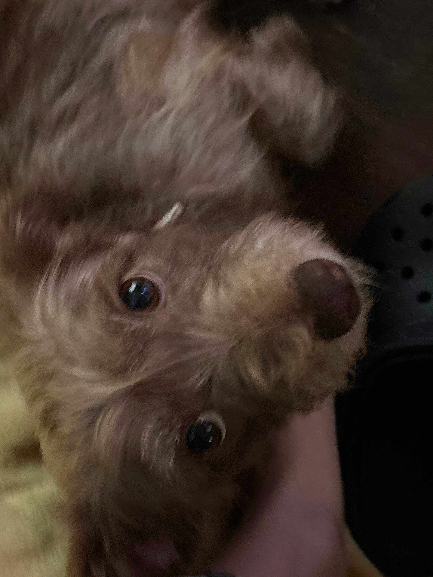 Osita