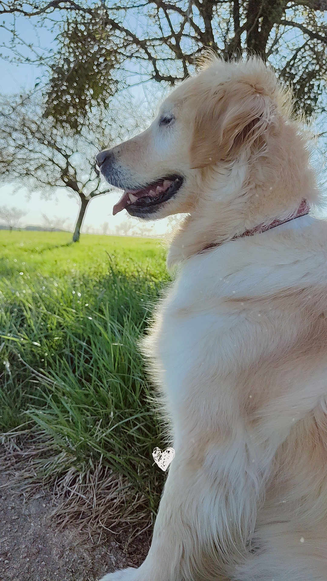 Laïka