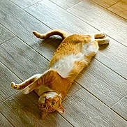 Ginger Ortiz joined the competition — help win amazing prizes! cat, orange_cat, white_fur, stretching, floor, wooden_floor, indoor, pet, animal, relaxed, curious, sunlight, feline, whiskers, paws, tail, cute, domestic_cat, lying_down, fur