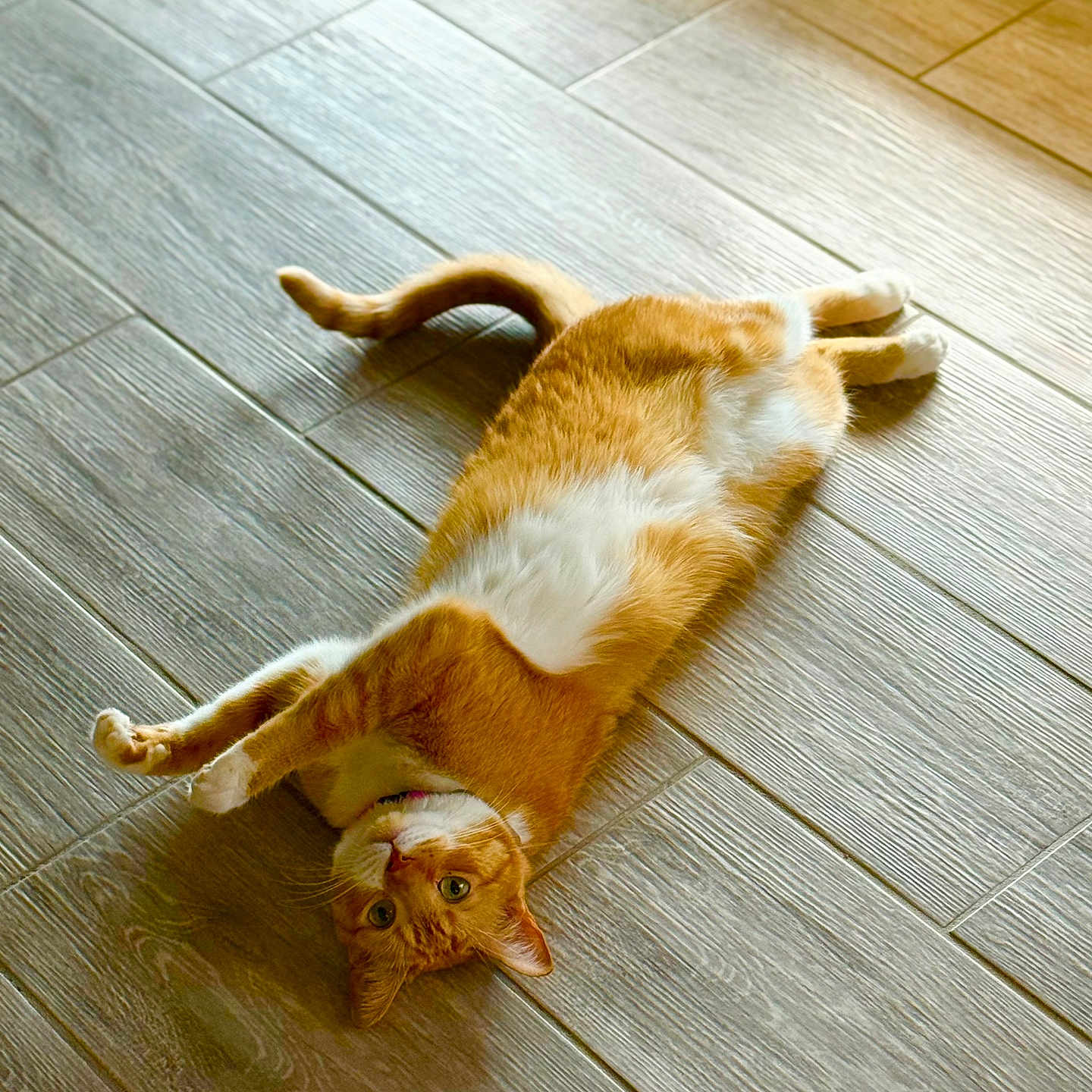 Ginger Ortiz joined the competition — help win amazing prizes! animal, cat, curious, cute, domestic_cat, feline, floor, fur, indoor, lying_down, orange_cat, paws, pet, relaxed, stretching, sunlight, tail, whiskers, white_fur, wooden_floor