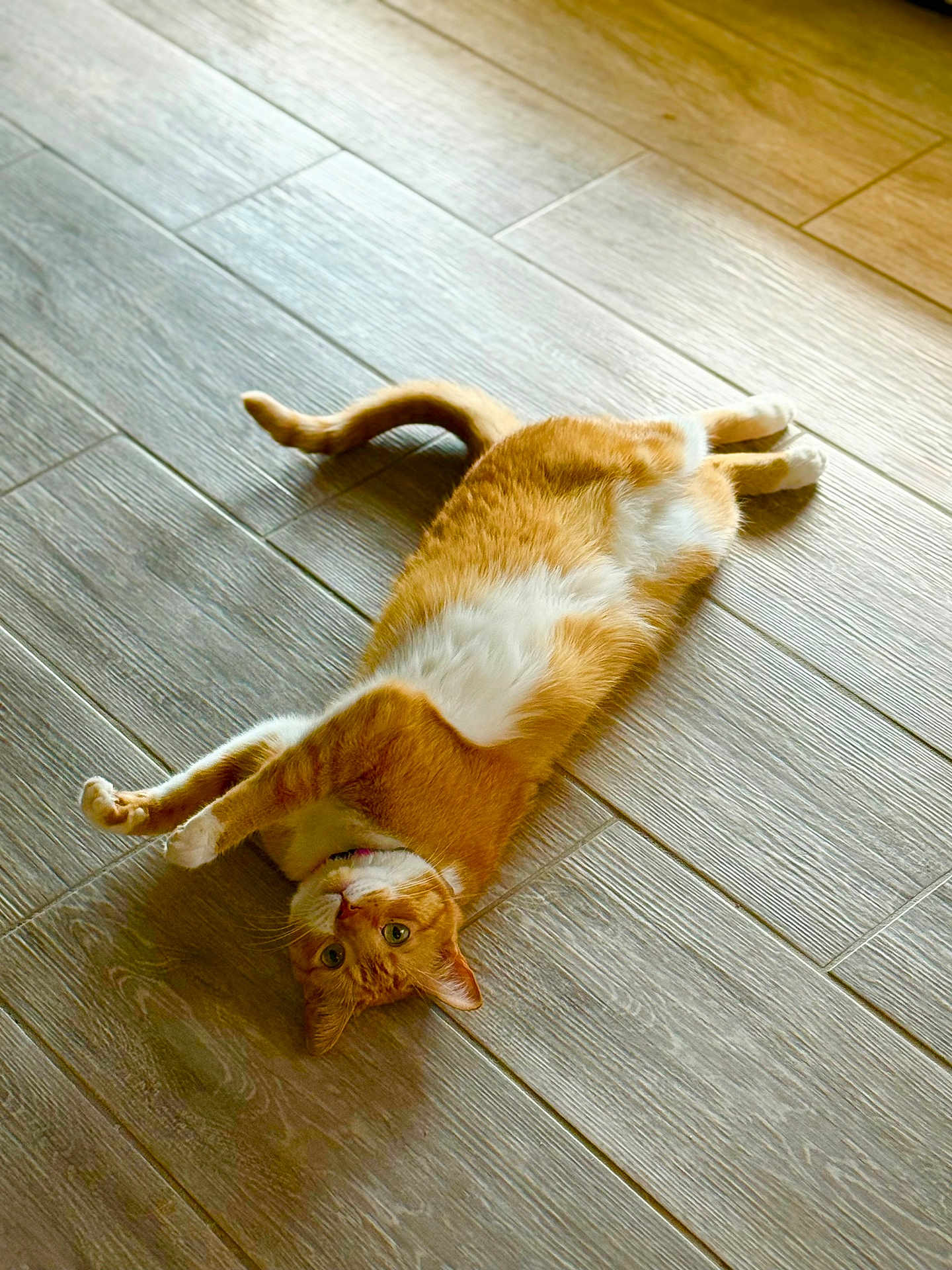 Ginger Ortiz joined the competition — help win amazing prizes! cat, orange_cat, white_fur, stretching, floor, wooden_floor, indoor, pet, animal, relaxed, curious, sunlight, feline, whiskers, paws, tail, cute, domestic_cat, lying_down, fur