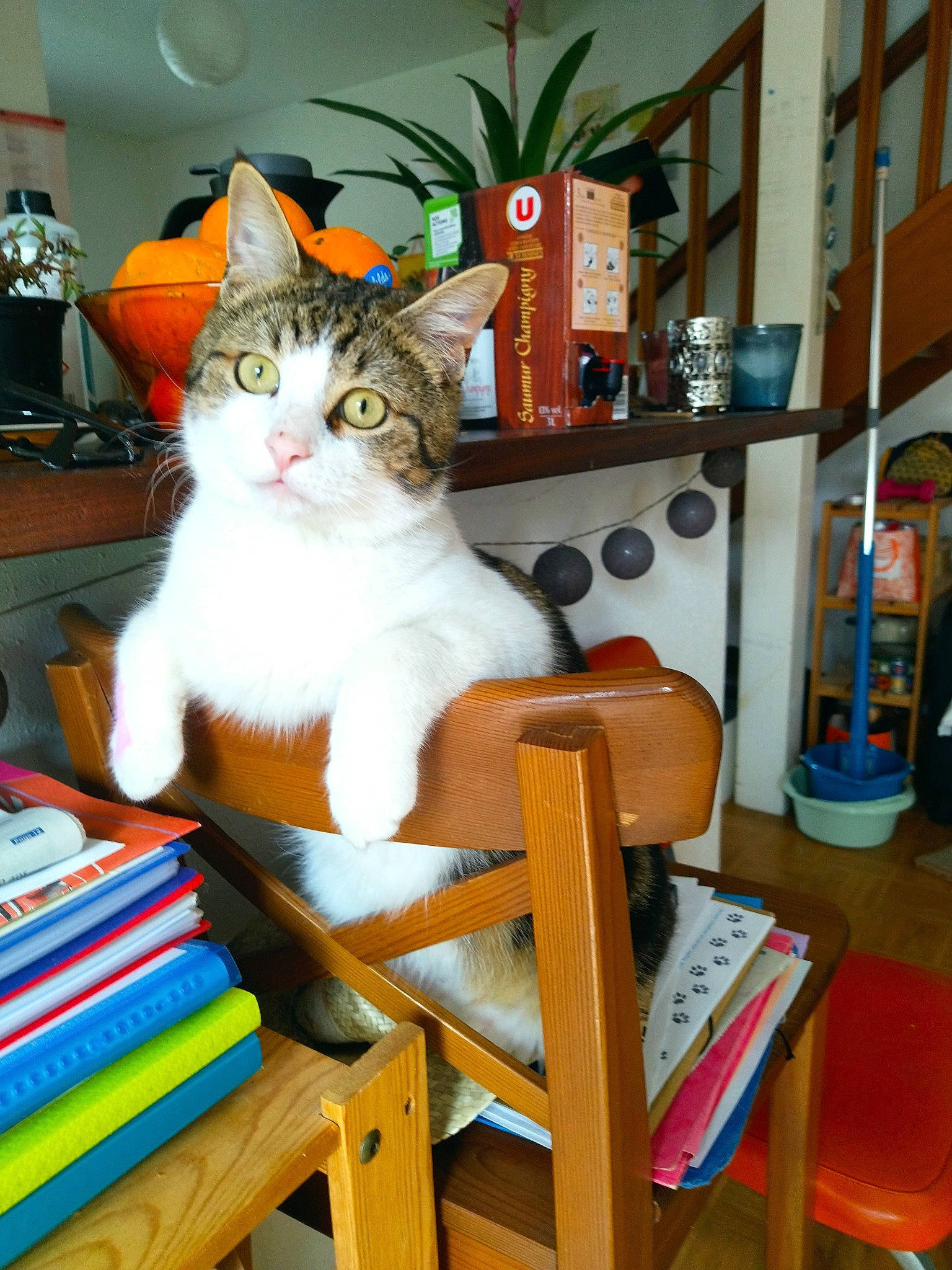 Cali a rejoint le concours — aidez-le/la à gagner de superbes lots ! bookcase, carnivore, cat, cat_supply, chair, comfort, domestic_short_haired_cat, felidae, furniture, houseplant, orange, picture_frame, plant, room, shelf, shelving, small_to_medium_sized_cats, tail, whiskers, wood