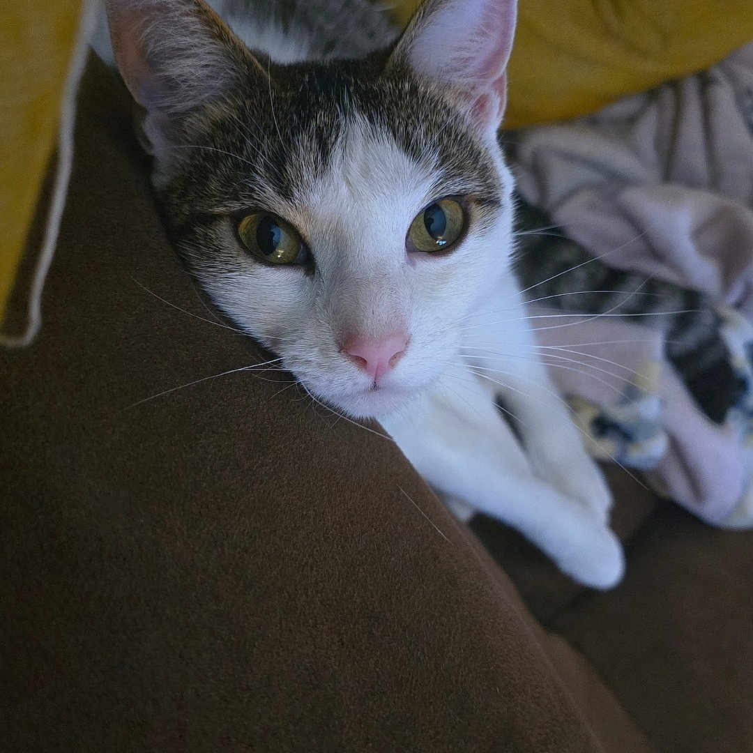 Myles is registered to the contest to win money with this photo: animal, blanket, cat, closeup, couch, cozy, cute, domestic, ears, eyes, feline, fur, home, indoor, nose, pet, pillow, relaxed, resting, whiskers